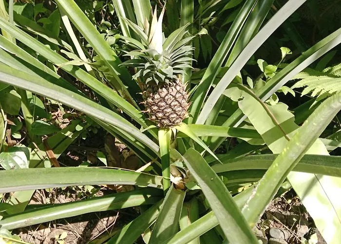 بيت ضيافة Sunrise Coconut House أوبود